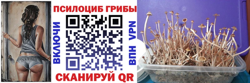 ОМГ ОМГ как зайти  Багратионовск  Псилоцибиновые грибы Psilocybine cubensis 